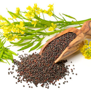 Canola